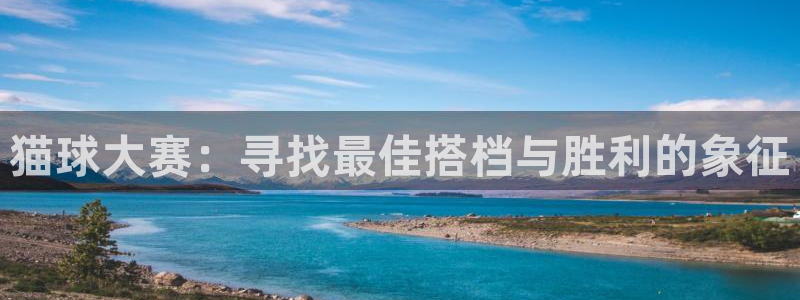 意昂4主管：猫球大赛：寻找最佳搭档与胜利的象征